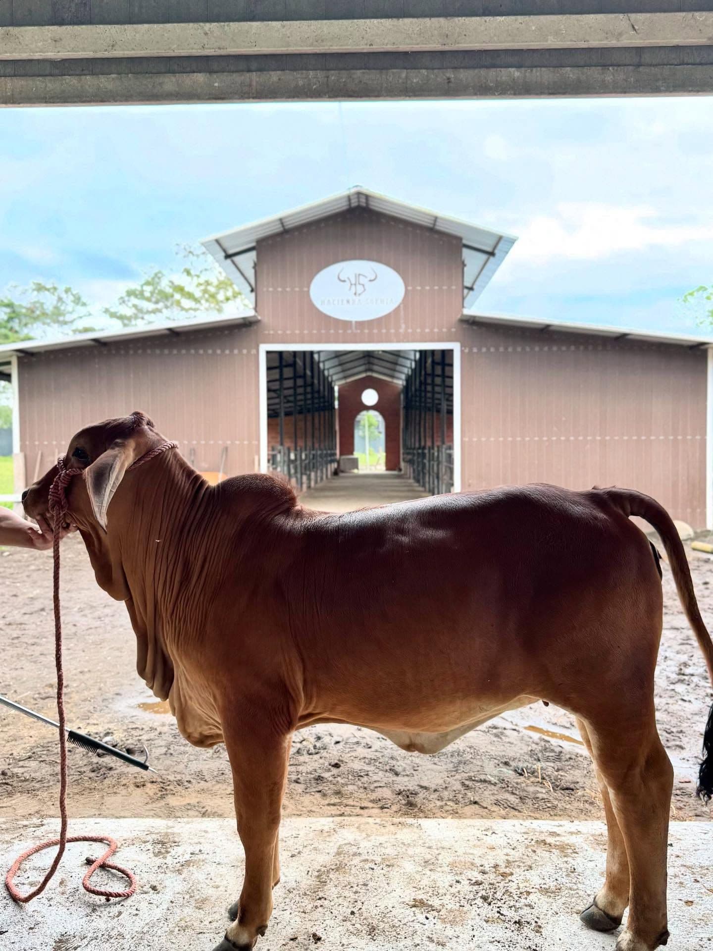 Ejemplar joven de ganado Brahman Rojo de alta genética exhibiendo su conformación de perfil, frente a los establos principales de Hacienda Sophia en Ecuador.