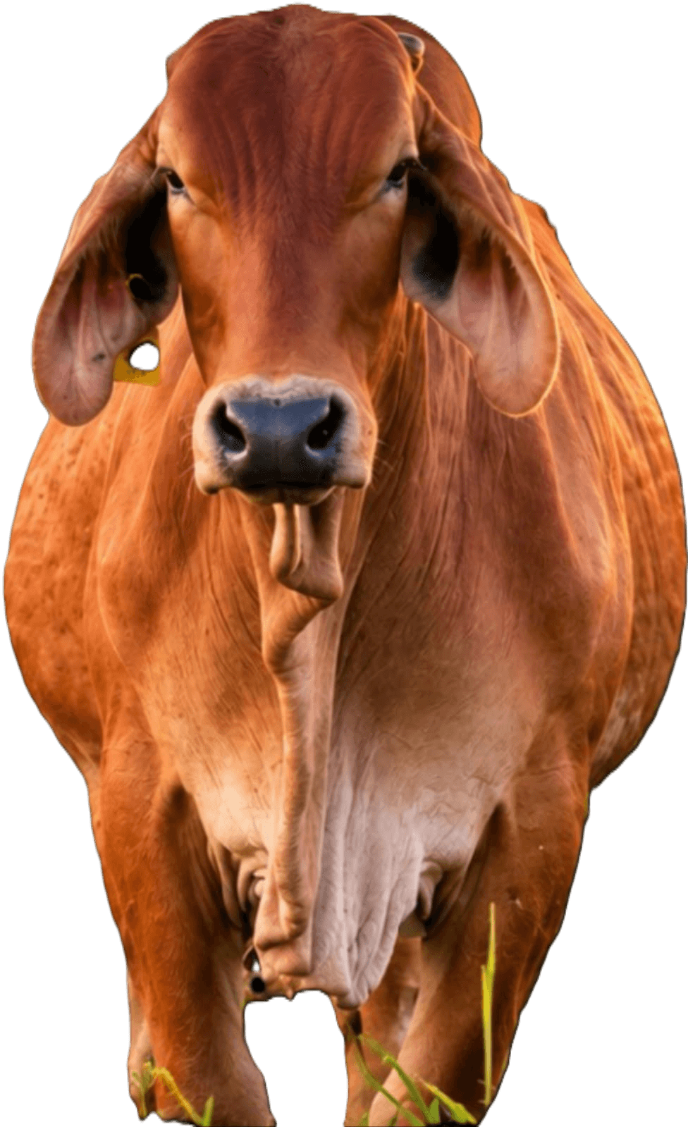 Majestuosidad de nuestra genética Brahman